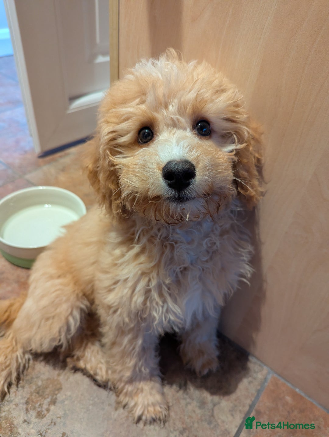 Cavapoo dogs for sale: Beautiful Apricot Cavapoo - Image 2