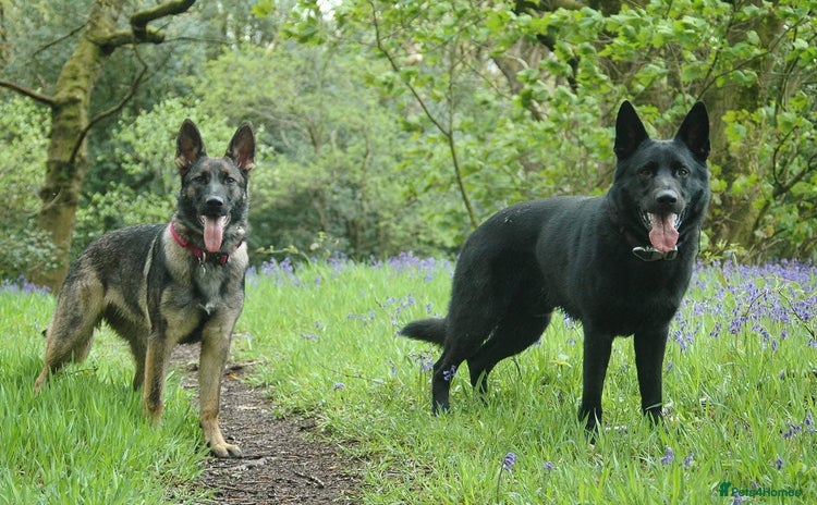 German Shepherd dogs - Advert 2