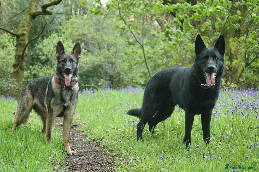 German Shepherd dogs for sale: Kc German Shepherd Puppies - Image 1