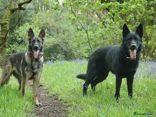 German Shepherd dogs - Advert 14