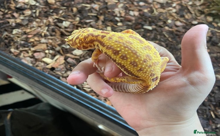 Leopard Gecko reptiles - Advert 1