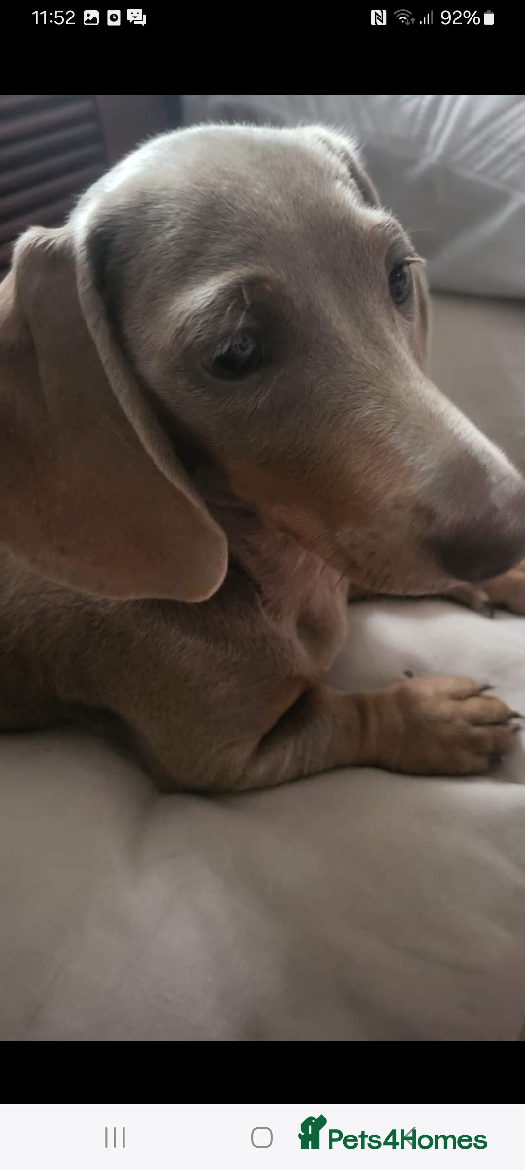 Dachshund dogs for sale: Miniture dashounds - Advert 2