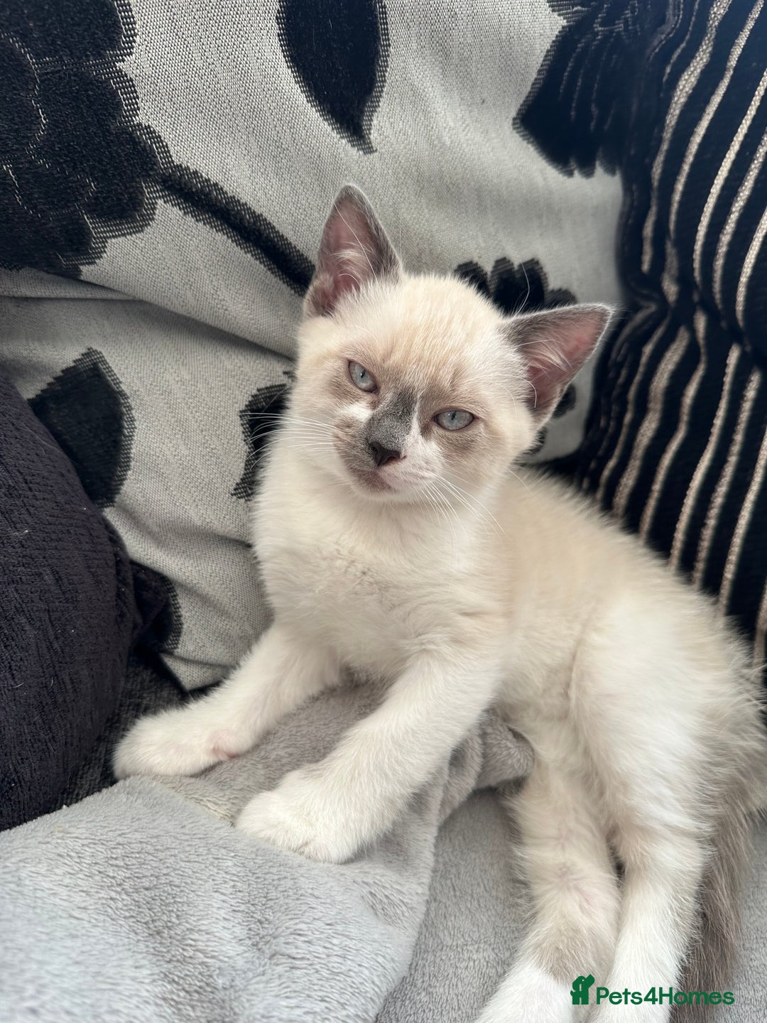 Ragdoll cats for sale: Ragdoll mix - Advert 11