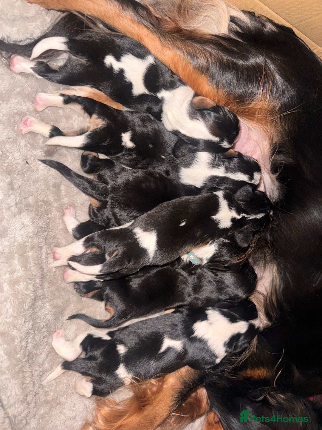Cavalier King Charles Spaniel dogs for sale: Stunning pups DNA HEALTH TESTED PARENTS  - Advert 2