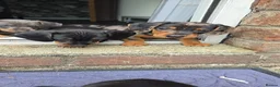 Miniature Dachshund dogs for sale: Miniature Dachshund puppies  - Advert 8