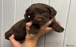 Sprocker dogs for sale: Beautiful Litter Of Sprocker Puppies   - Image 3