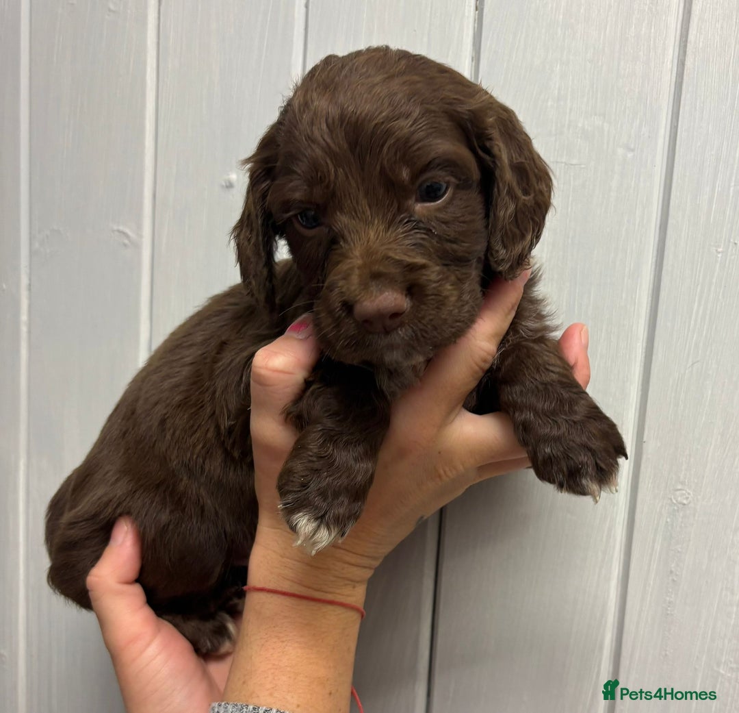 Sprocker dogs for sale: Beautiful Litter Of Sprocker Puppies   - Image 3