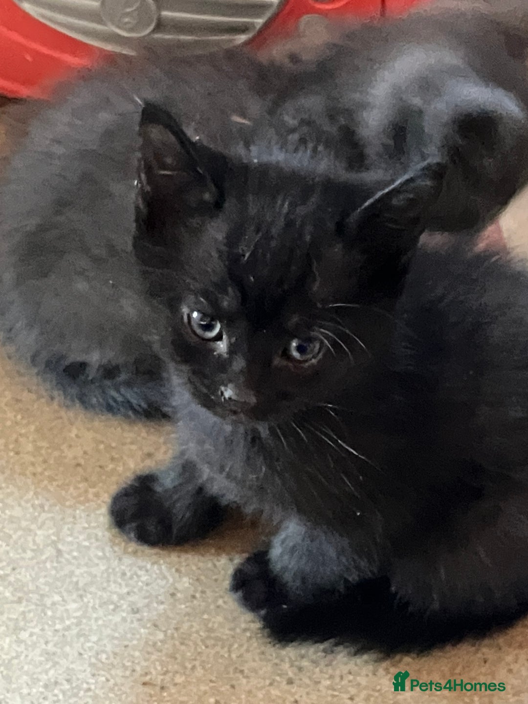 Domestic Shorthair cats for sale: Gorgeous blue short haired kittens  - Advert 5