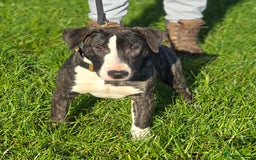 Mixed Breed dogs for sale: Wheatenbull Puppies English Bullterrier x Wheaten  in Egham - Image 2