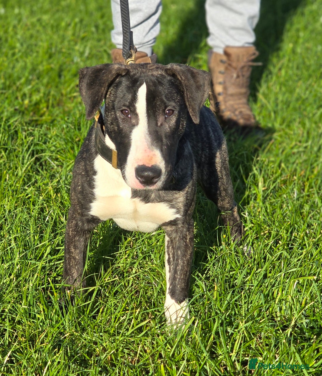 Mixed Breed dogs for sale: Wheatenbull Puppies English Bullterrier x Wheaten  in Egham - Image 2