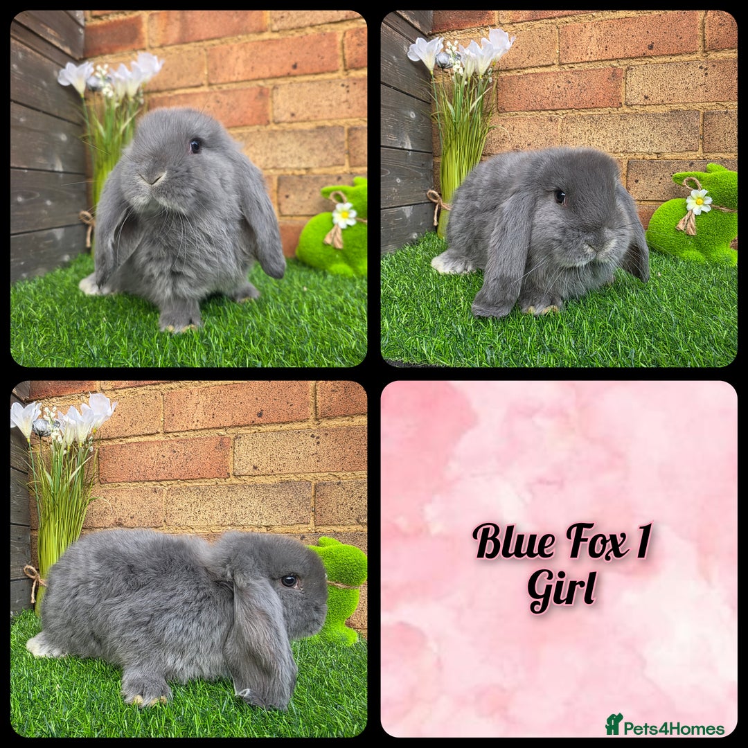 French Lop rabbits for sale: Pure bred French Lops - Advert 6