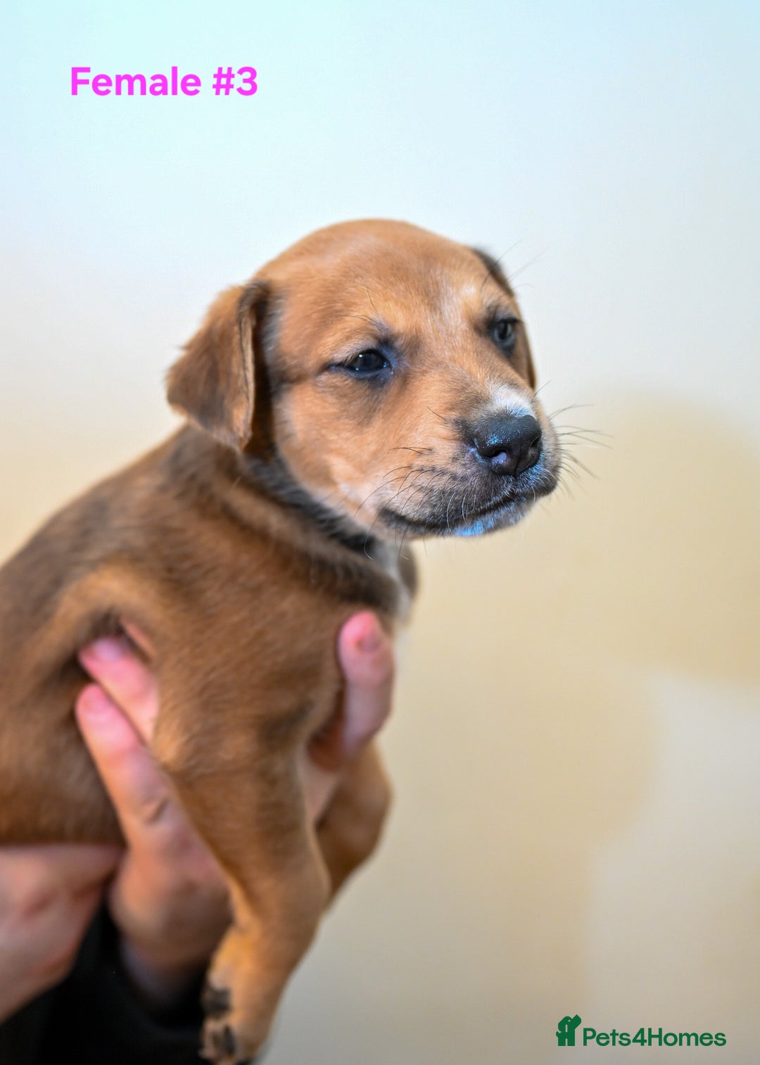 Mixed Breed dogs for sale: 5 Female Bull Lurcher Puppies for Sale - Advert 8