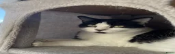 Domestic Shorthair cats for sale: Cat with behavioural issues  - Advert 9