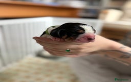 Basset Hound dogs for sale: Beautiful Basset Hound Puppies  - Image 1