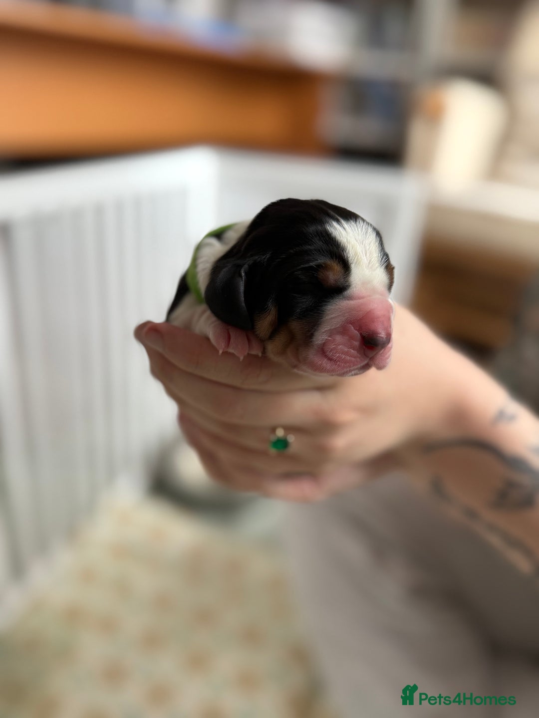 Basset Hound dogs for sale: Beautiful Basset Hound Puppies  - Image 1