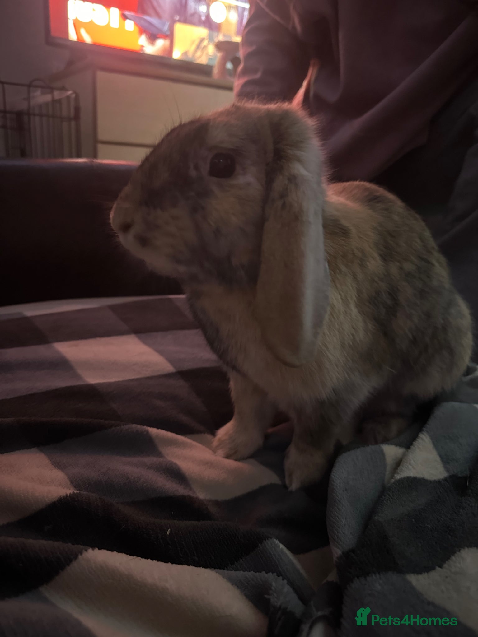 Mini Lop rabbits Tiny🐰 - Advert 12
