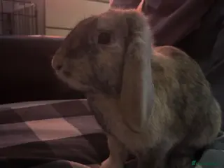 Mini Lop rabbits Tiny🐰 - Advert 12