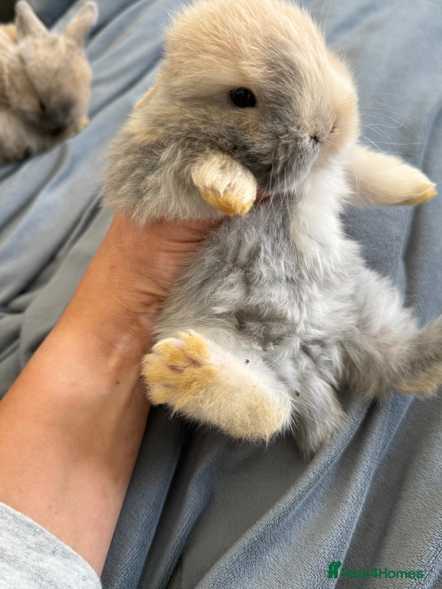 Mini Lop rabbits Beautiful mini lops 💕💙🐰 - Advert 2