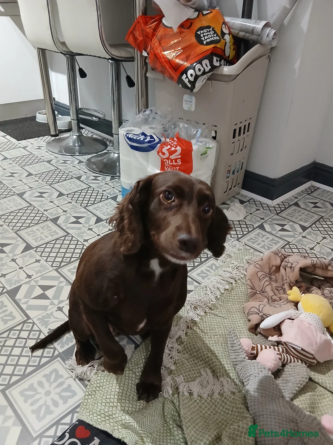 Sprocker dogs for sale: Free to good home - Advert 2