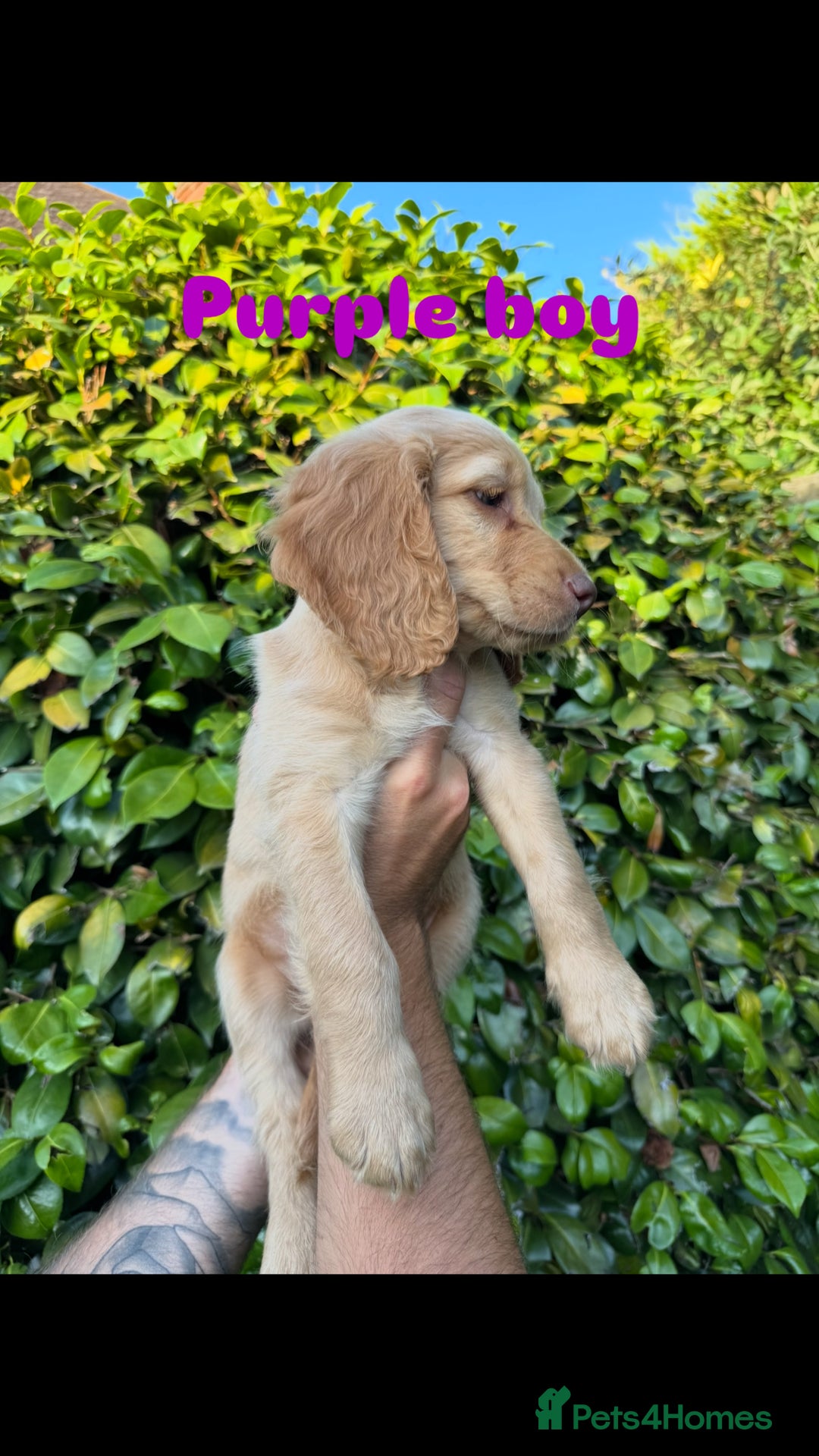 Cocker Spaniel dogs for sale: READY TO GO.. beautiful cocker spaniel puppies - Image 4