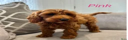 Cavapoo dogs for sale: Ready to leave, DNA HEALTH TESTED PARENTS. - Advert 24