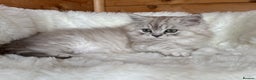 RagaMuffin cats for sale: AUTHENTIC RAGAMUFFIN KITTENS  - Advert 6