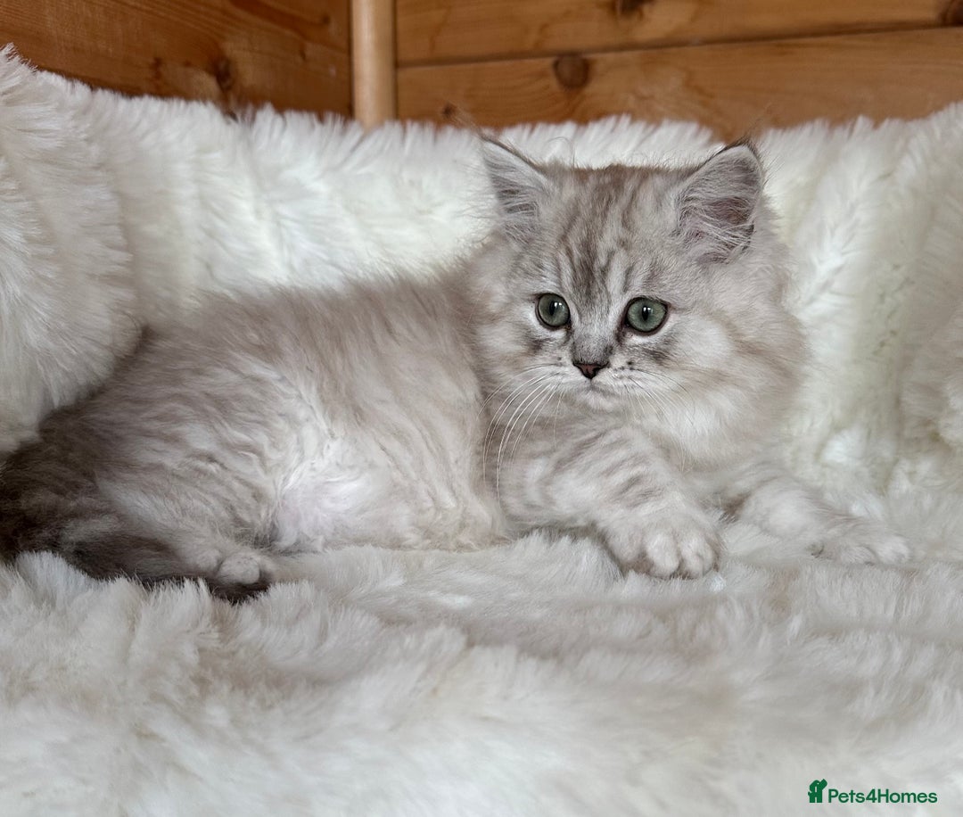 RagaMuffin cats for sale: AUTHENTIC RAGAMUFFIN KITTENS  - Advert 6