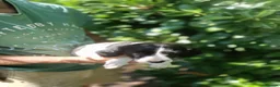 Mixed Breed dogs for sale: Rare English Springer X Brittany Spaniels  - Advert 6