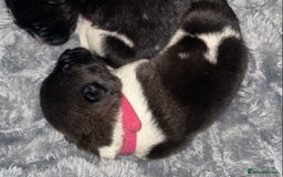 Akita dogs for sale: Beautiful American Akita Puppies  - Advert 33