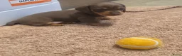 Miniature Dachshund dogs for sale: Adorable KC Registered Miniature Dachshund Puppies - Advert 18