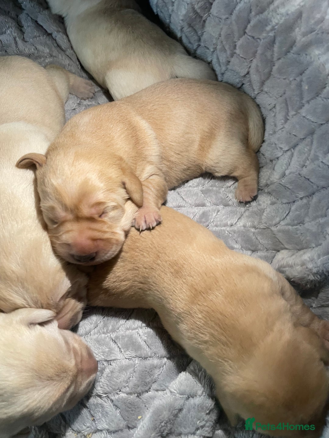 Labrador Retriever dogs for sale: Labrador pups full pedigree ready 22nd Dec - Image 10