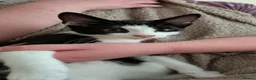 Mixed Breed cats for sale: 2 beautiful black boy kittens - Advert 10