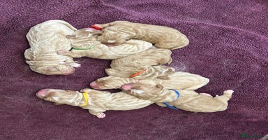 Mixed Breed dogs - Advert 4