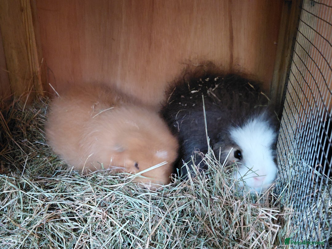 Guinea Pig rodents for sale: Male guinea pigs  - Image 2