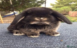 Mini Lop rabbits for sale: VACCINATED, wormed & fleaed MINI BABES READY NOW - Image 19