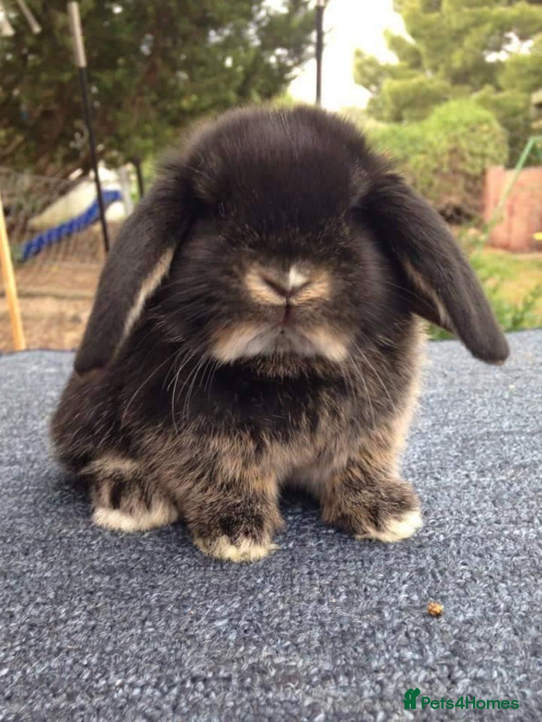 Mini Lop rabbits for sale: VACCINATED, wormed & fleaed MINI BABES READY NOW - Image 19