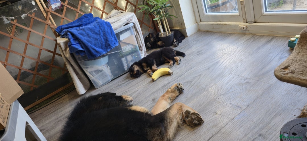 Tibetan Mastiff dogs for sale: Tibetan mastiff puppies  - Advert 2