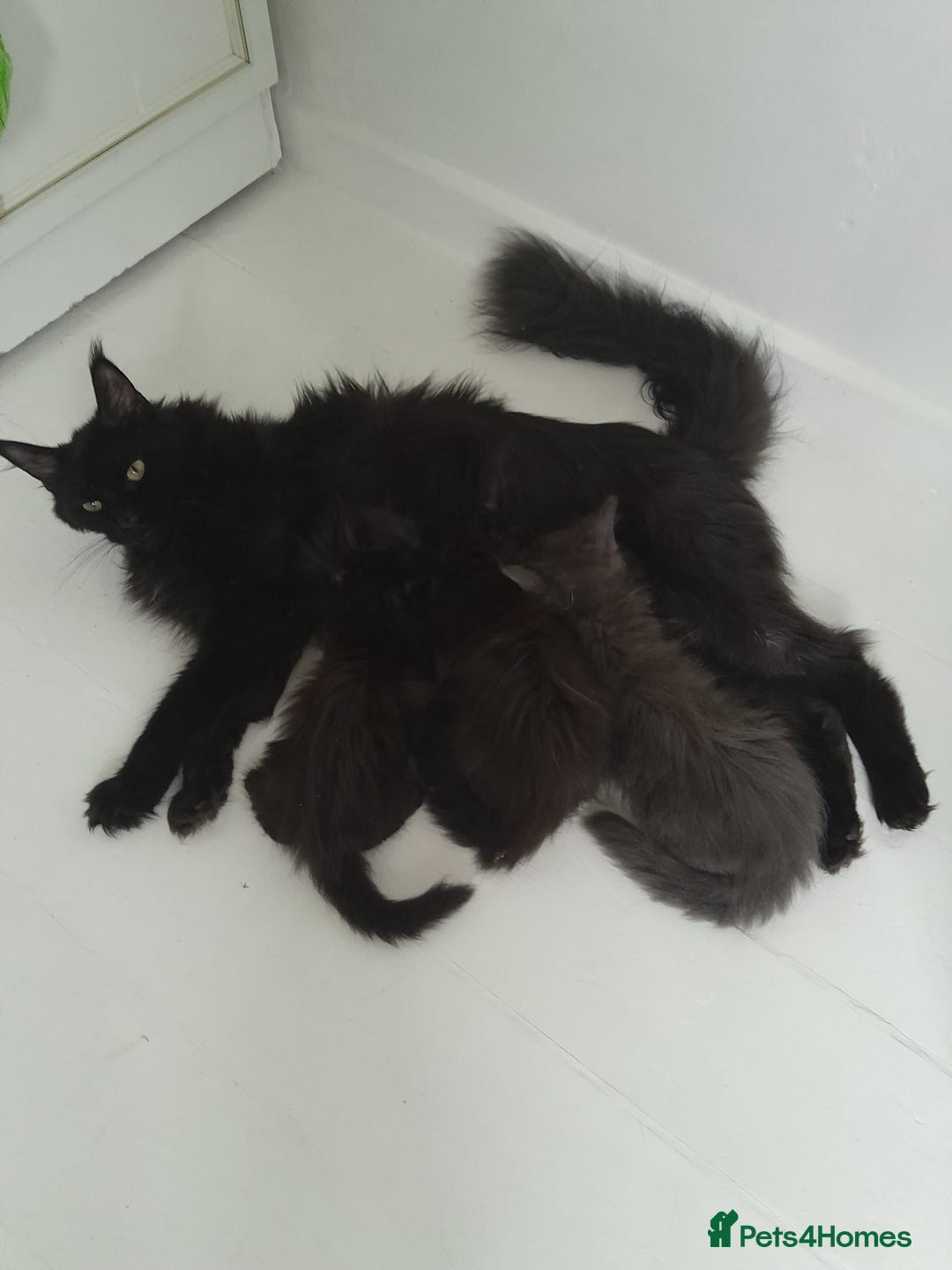Maine Coon cats for sale: black silver ticked polydactyl girl MaineCoon TICA - Advert 2