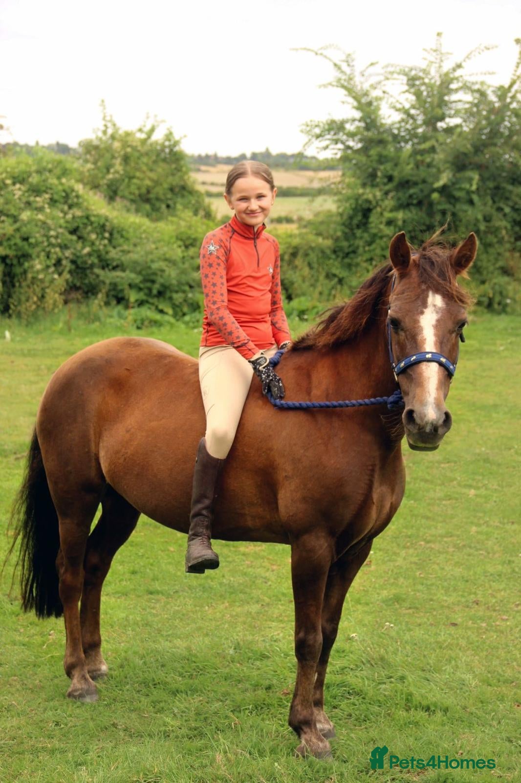 Dartmoor horses Willow - Advert 1