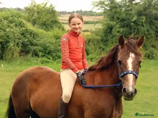 Dartmoor horses Willow - Advert 1