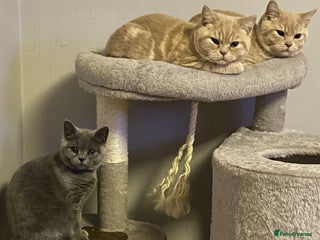 British Shorthair cats READY NOW Beautiful, Friendly, Playful BSH Kittens - Advert 1