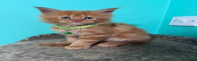 Maine Coon Kitten 3
