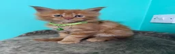 Maine Coon cats for sale: Beautiful Maine Coon Kittens – Ready to Reserve - Advert 6