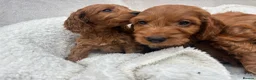 Cavapoo dogs for sale: Cavapoo puppies - Advert 21
