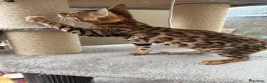 Bengal 