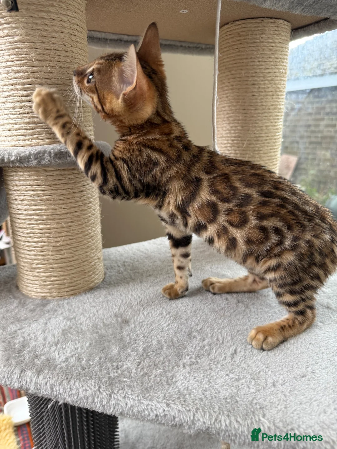 Bengal cats for sale: Bengal 🩷 Female Kitten 🐾 TICA Health Tested - Advert 2