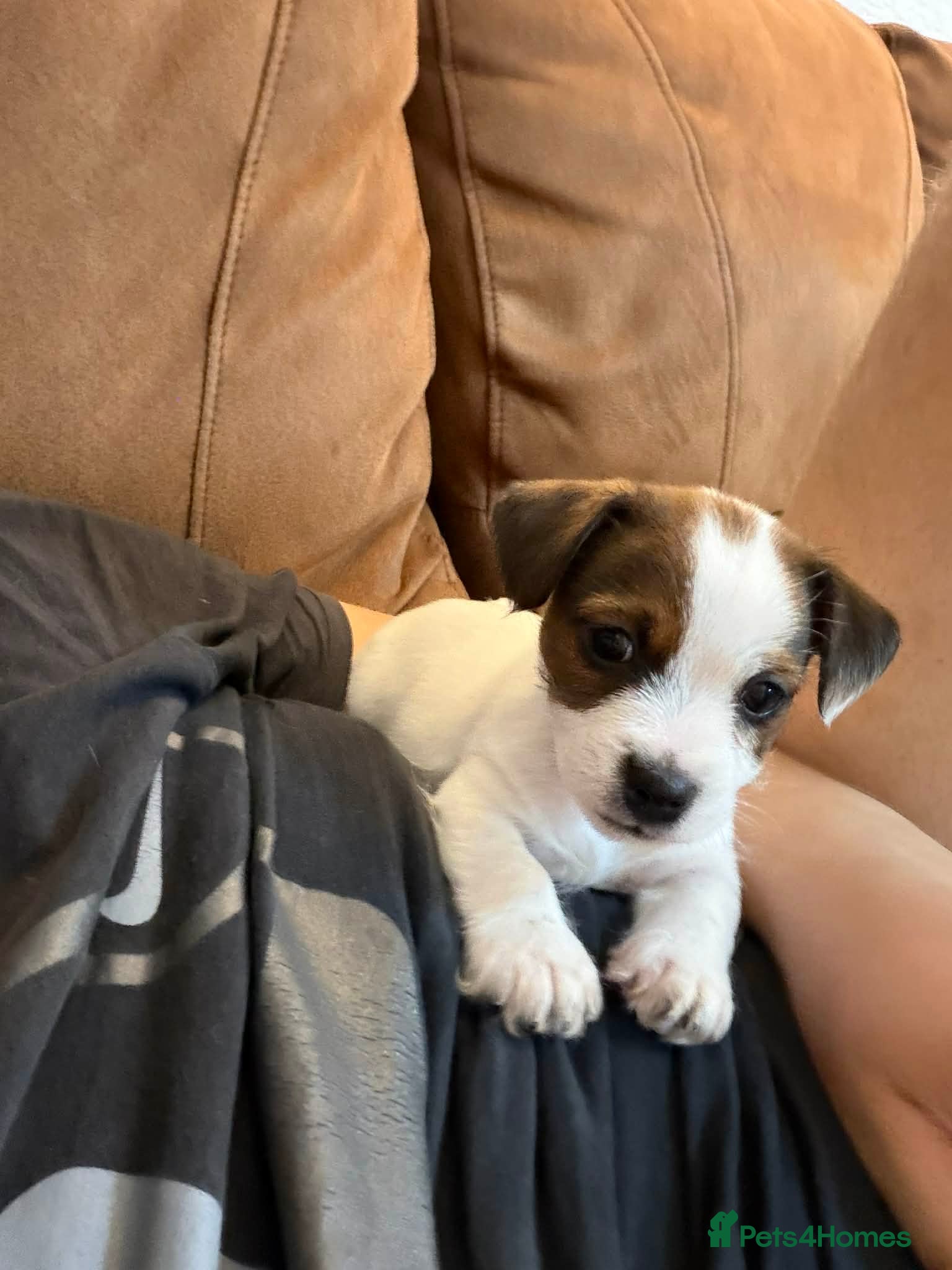 Jack Russell dogs Jack Russell Female puppy - Advert 1