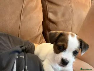 Jack Russell dogs Jack Russell Female puppy - Advert 1