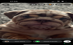 English Bulldog dogs for sale: 🔥READY TO LEAVE🔥 REDUCED🔥 - Image 10