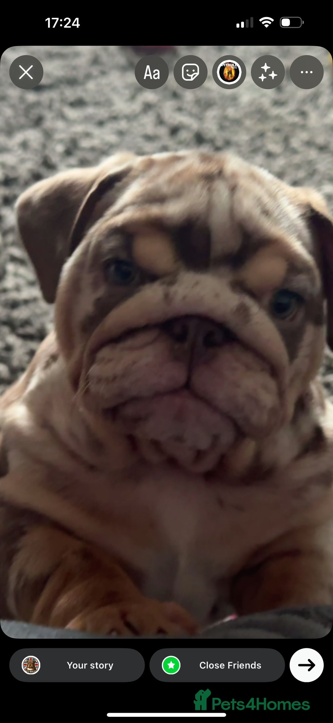 English Bulldog dogs for sale: 🔥READY TO LEAVE🔥 REDUCED🔥 - Image 10